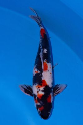 Showa  41 cm