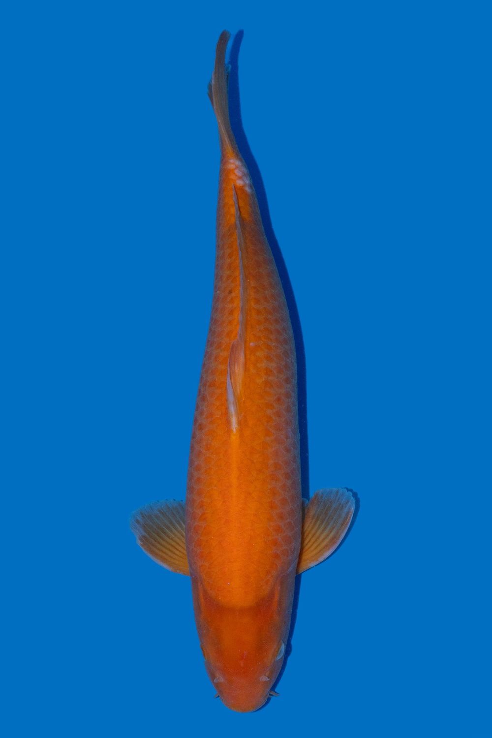 Red Karashigoi 54 cm