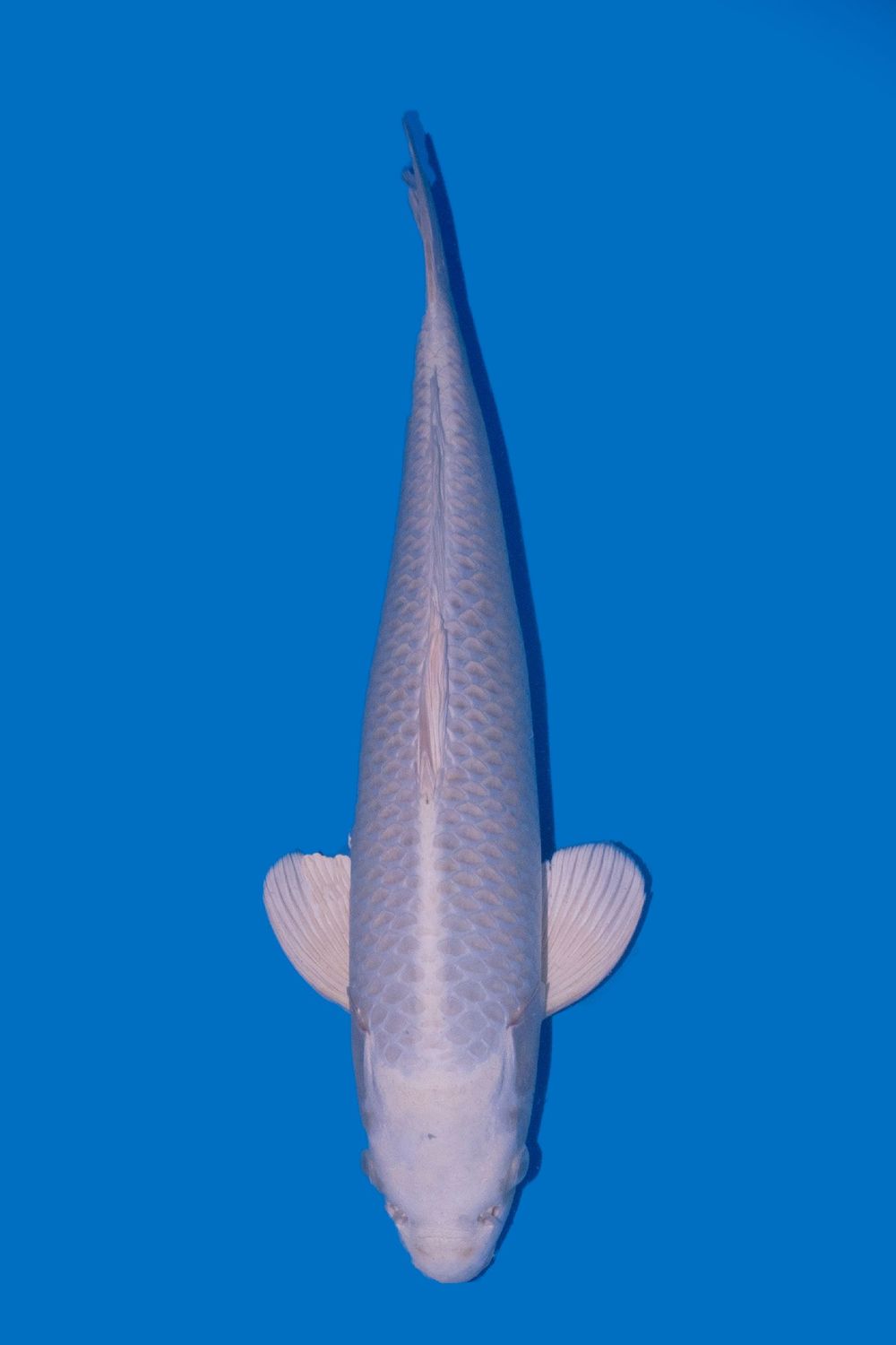 Purachina 45 cm