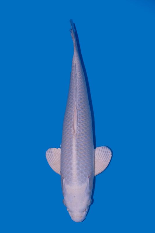 Purachina 45 cm