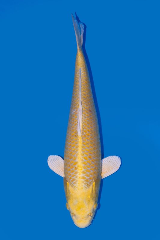 Yamabuki 48 cm