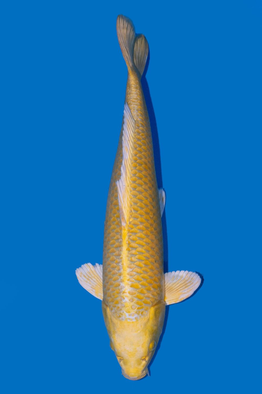 Yamabuki 56 cm
