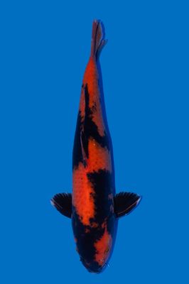 Hi Utsuri 44 cm