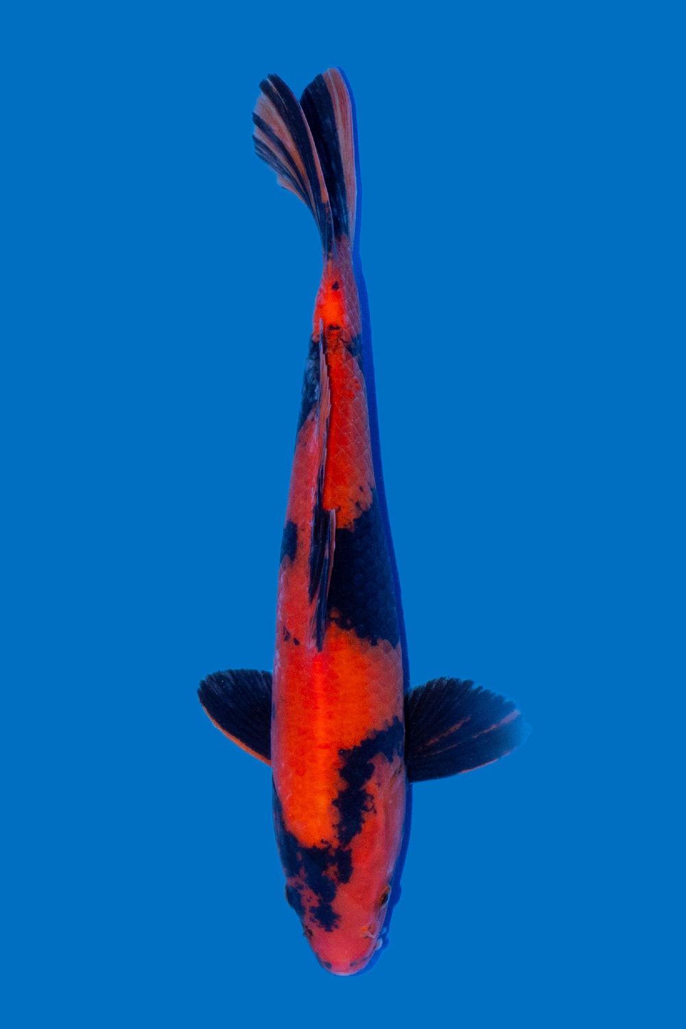 Hi Utsuri 40 cm