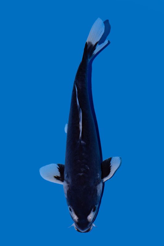 Hajiro 32 cm