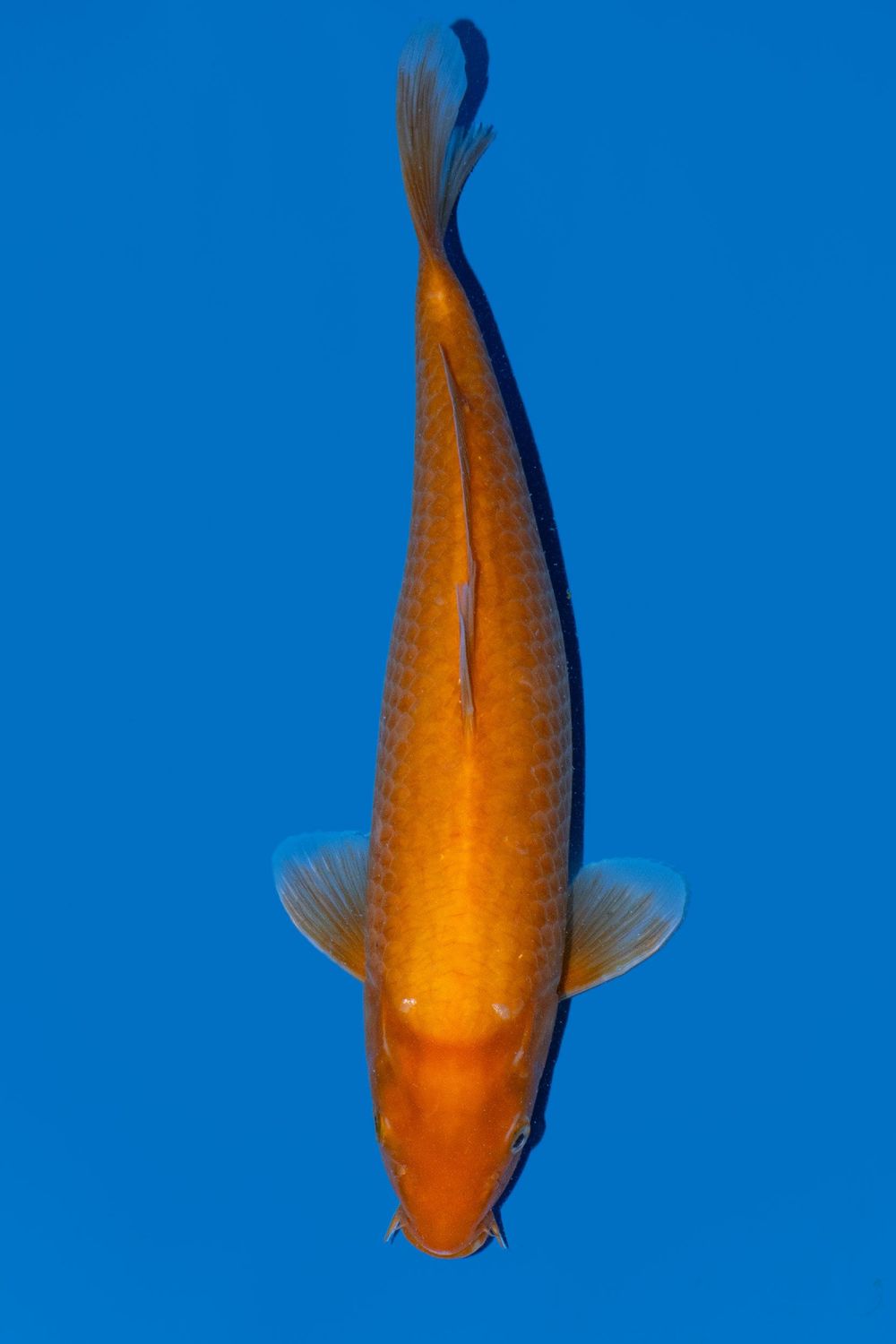 Red Karashigoi 30 cm