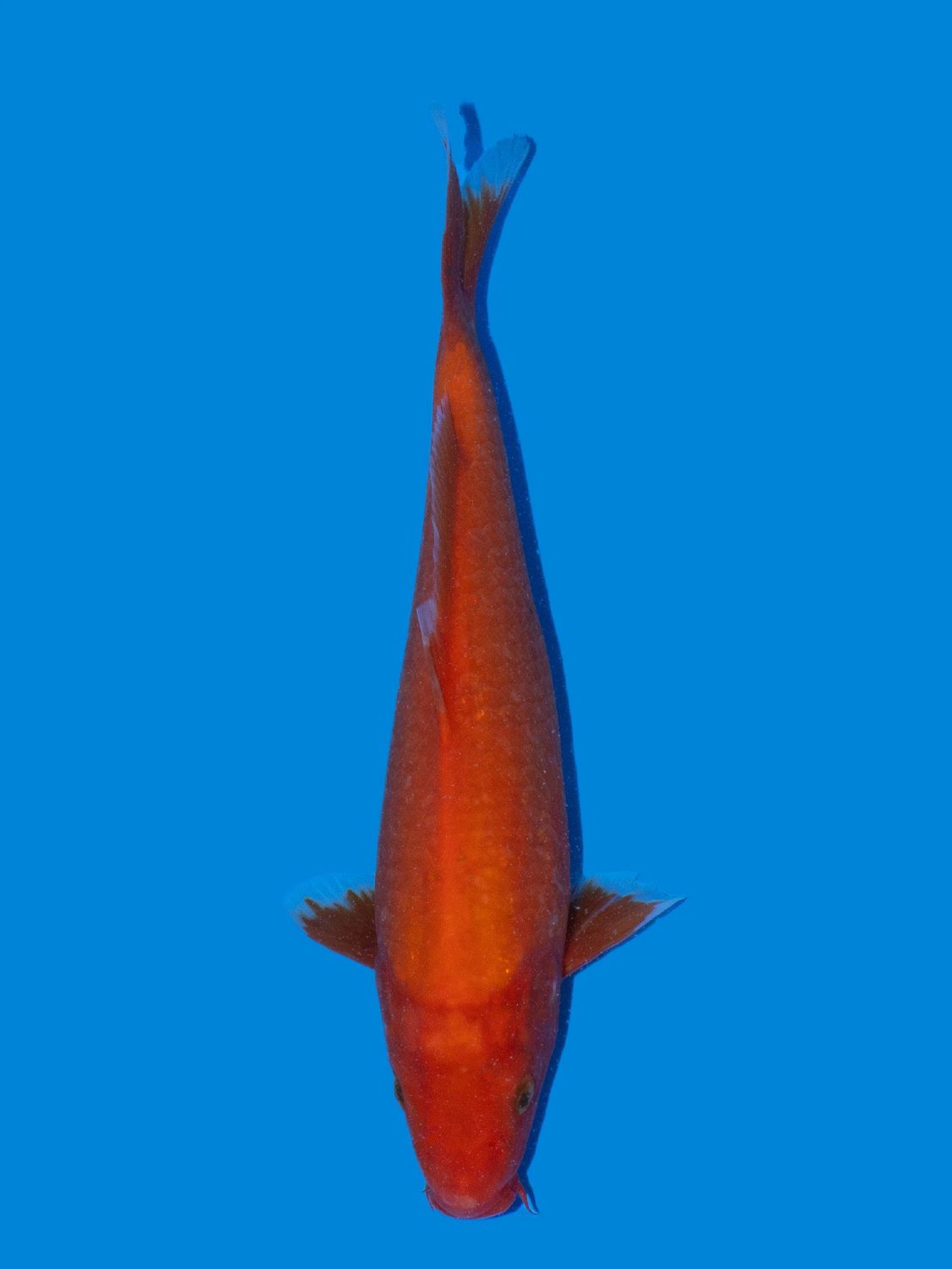 Aka Hajiro