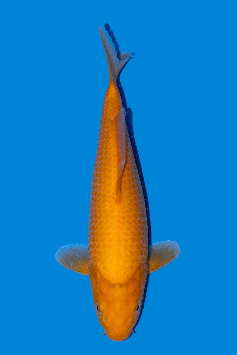 Red Karashigoi 30 cm