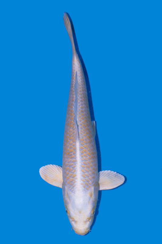 Yamabuki 42 cm