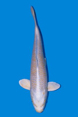 Yamabuki 42 cm