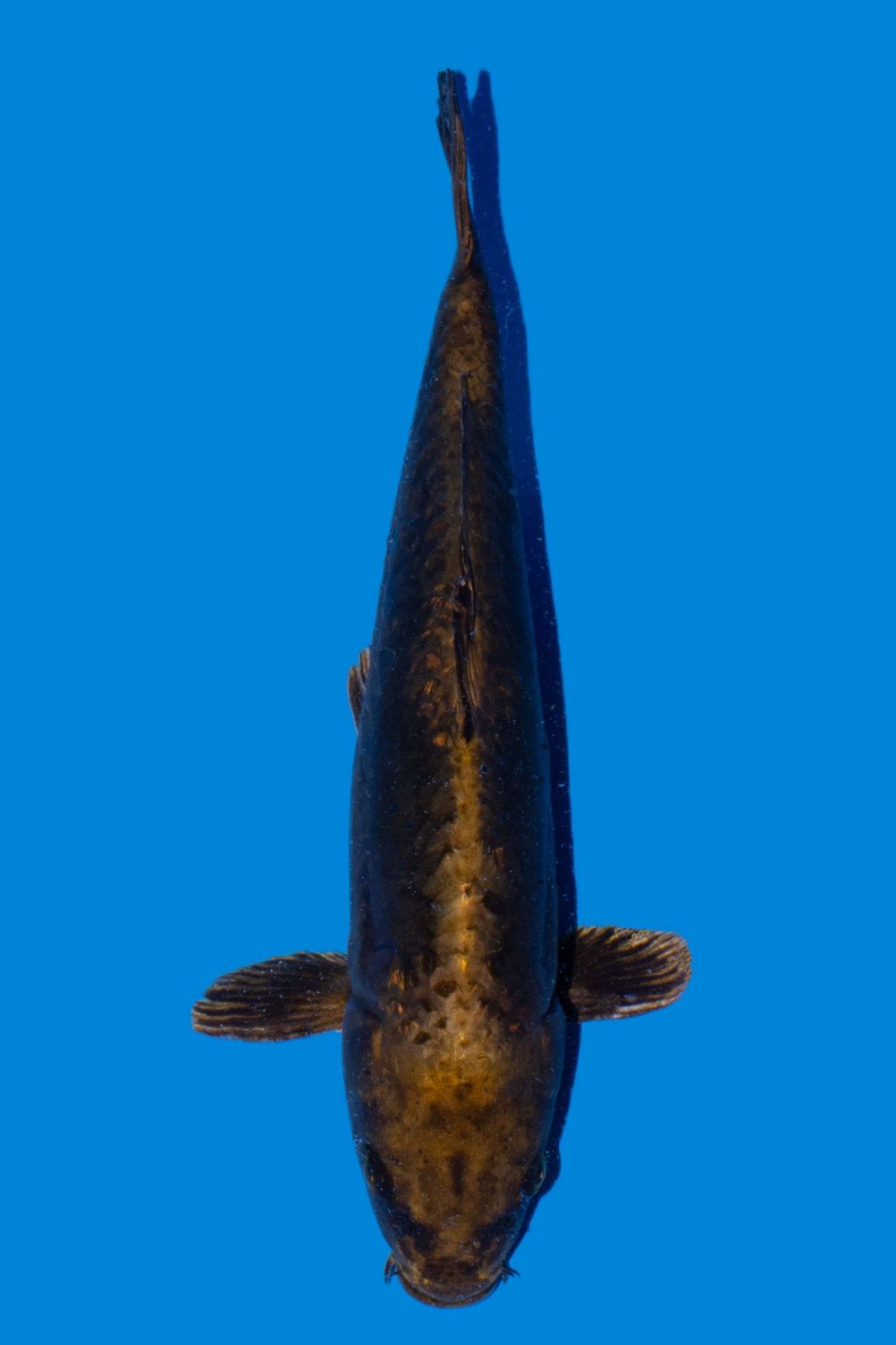 Doitsu Gin Kabuto 35 cm