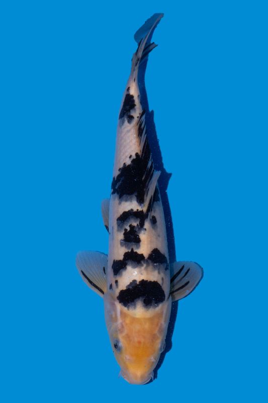 Shiro Bekko 40 cm