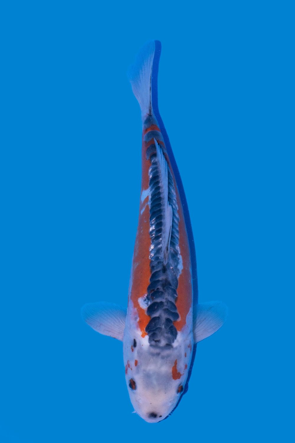 Shusui VHQ 43 cm