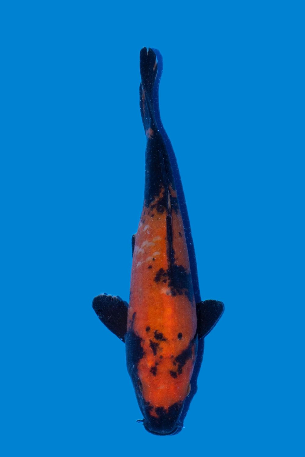 Hi Utsuri  24 cm