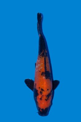Hi Utsuri  24 cm