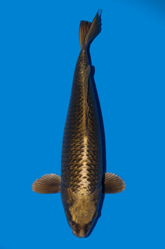 Gin Kabuto 47 cm