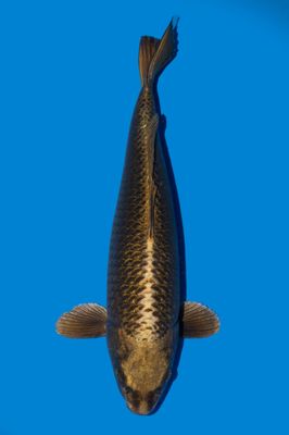 Gin Kabuto 47 cm