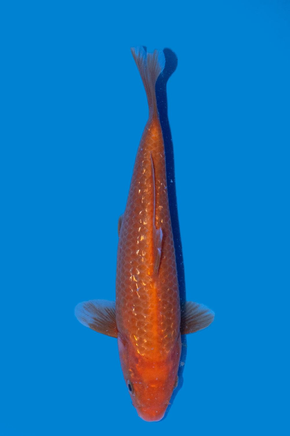 Ginrin Aka Hajiro 24 cm