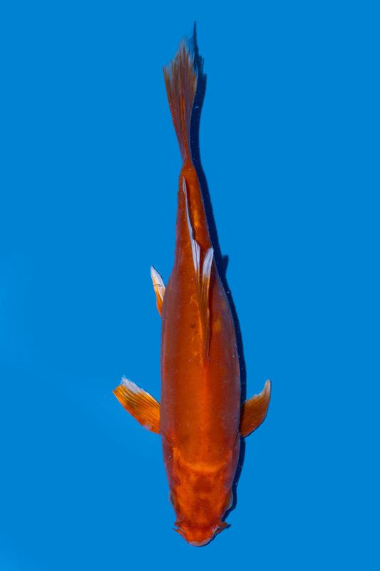 HIRENAGA  koi voile 22 cm