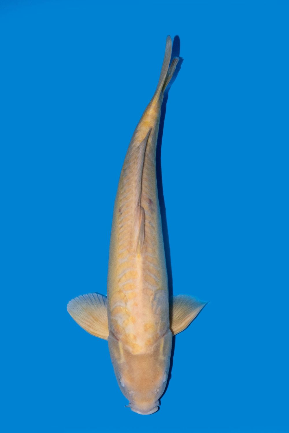 Doitsu Karashigoi  58 cm