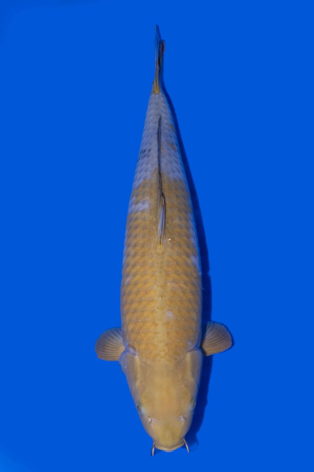 Ochiba Shigure 68 cm