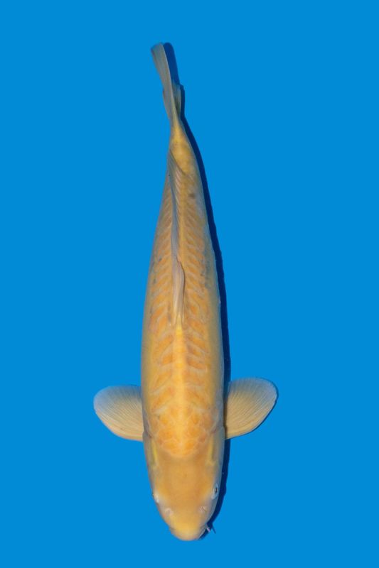 Doitsu  Karashigoi 68 cm