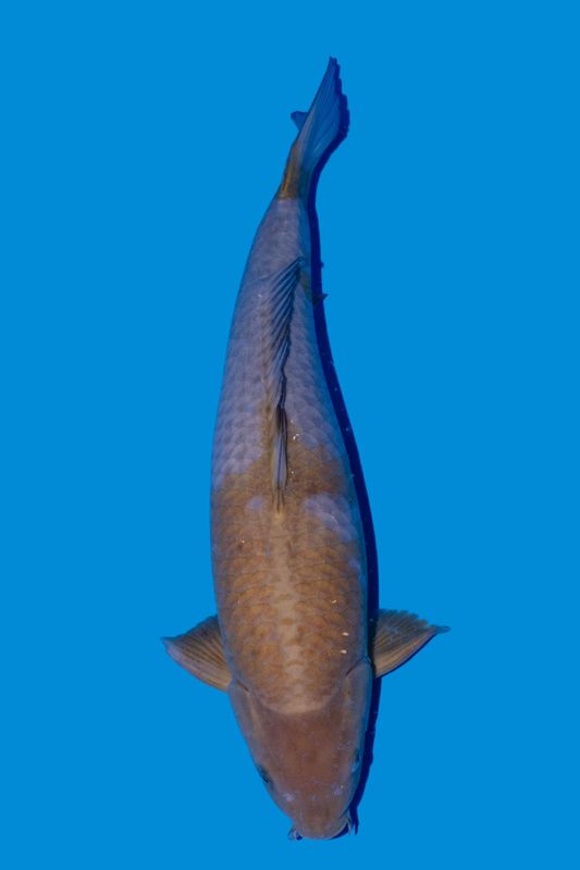 Ochiba Shigure 70 cm