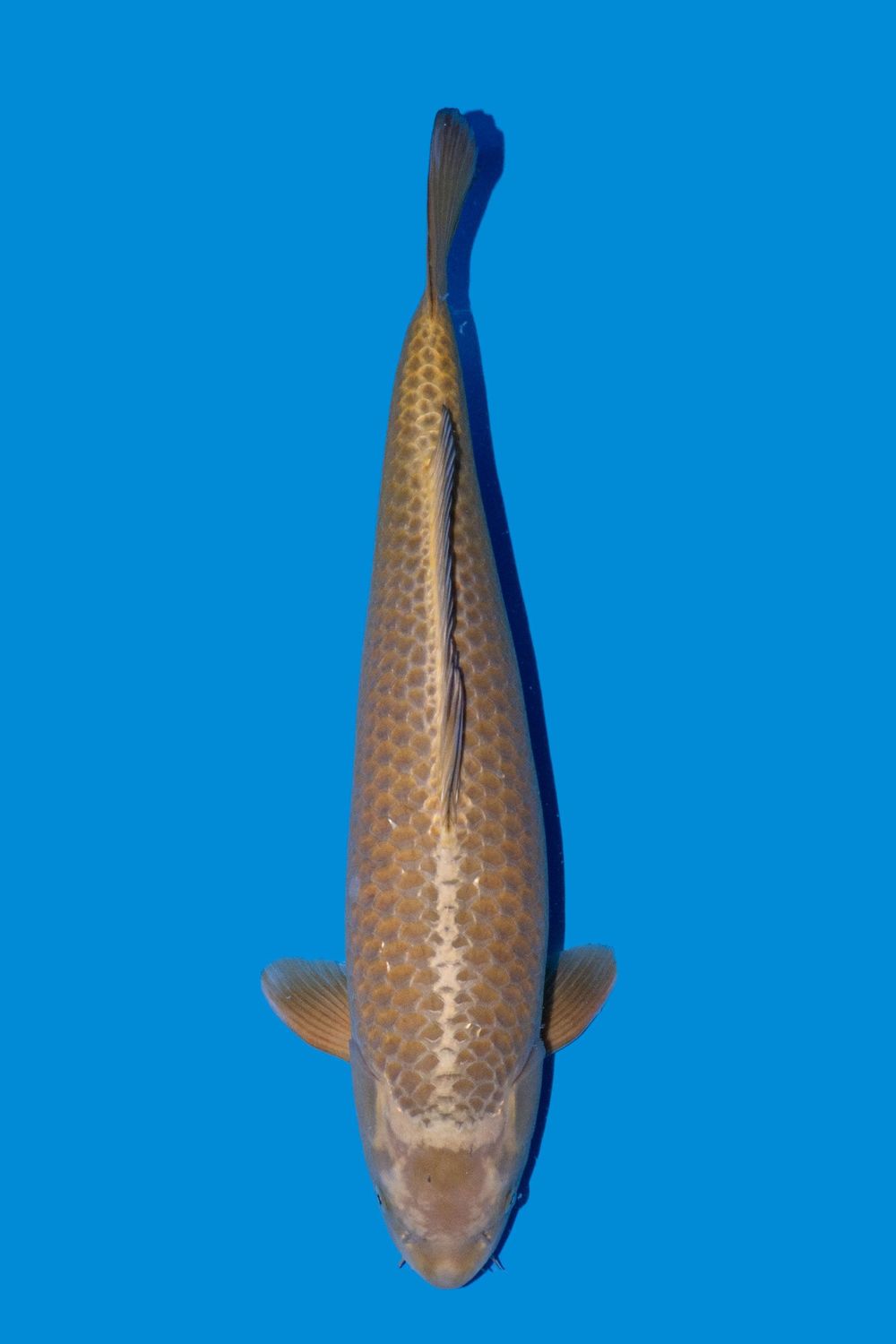 Botan (Yamabuki) 69 cm