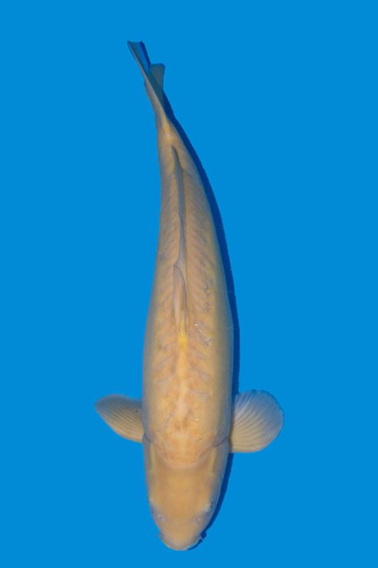 Doitsu  Karashigoi 68 cm