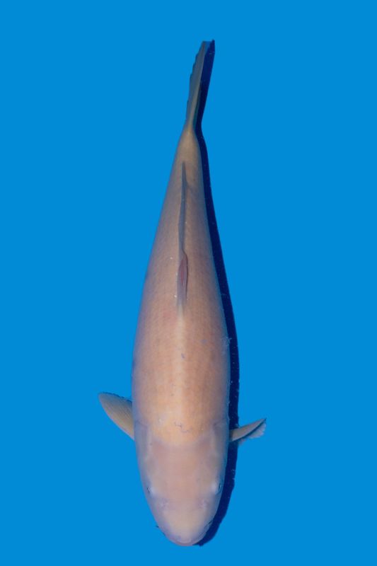 Doitsu Karashigoi  62 cm