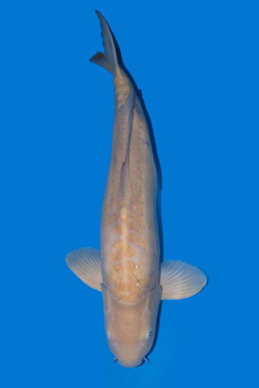 Doitsu Karashigoi  67 cm