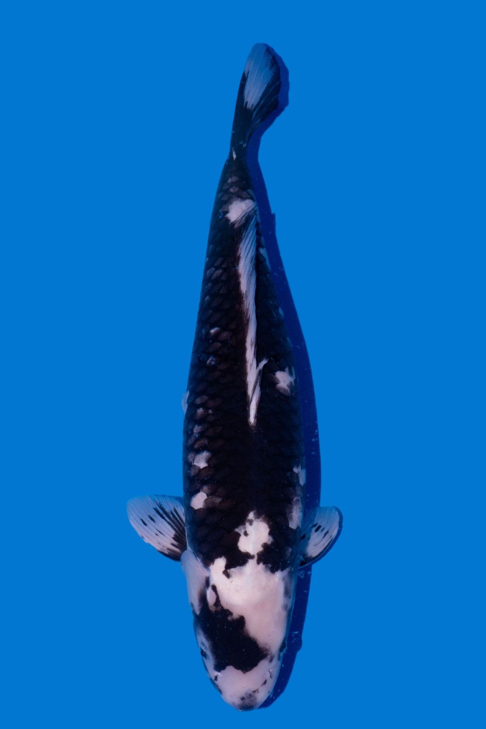 Matsukawabake 73 cm