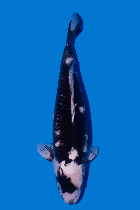 Matsukawabake 73 cm