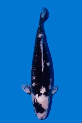 Matsukawabake 73 cm