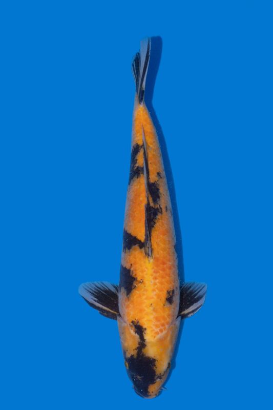Ki Utsuri