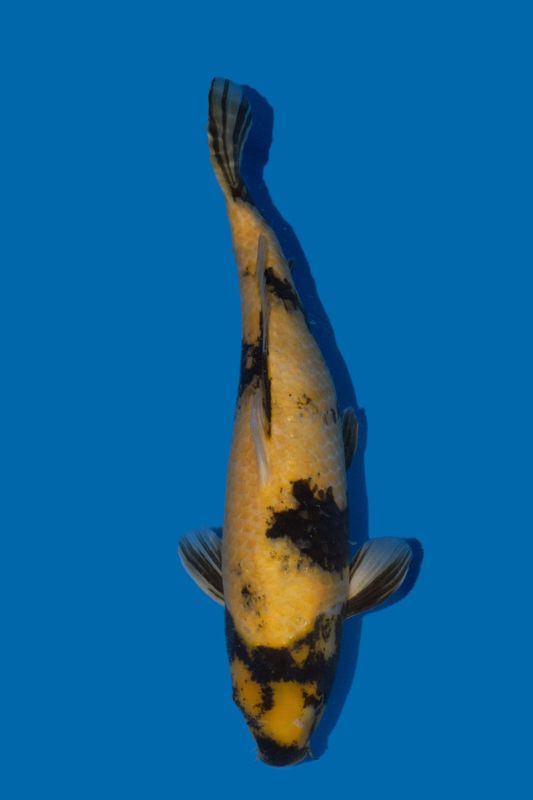Ki Utsuri  57 cm