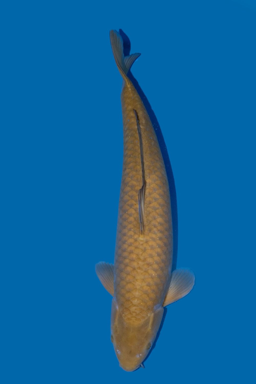 Ochiba Shigure 65 cm