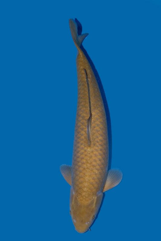 Ochiba Shigure 65 cm