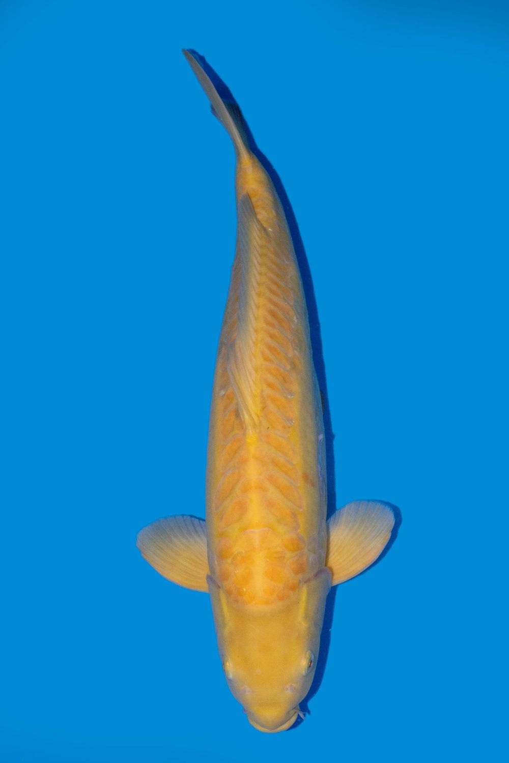 Doitsu Karashigoi  67 cm