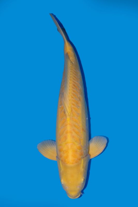 Doitsu Karashigoi  67 cm