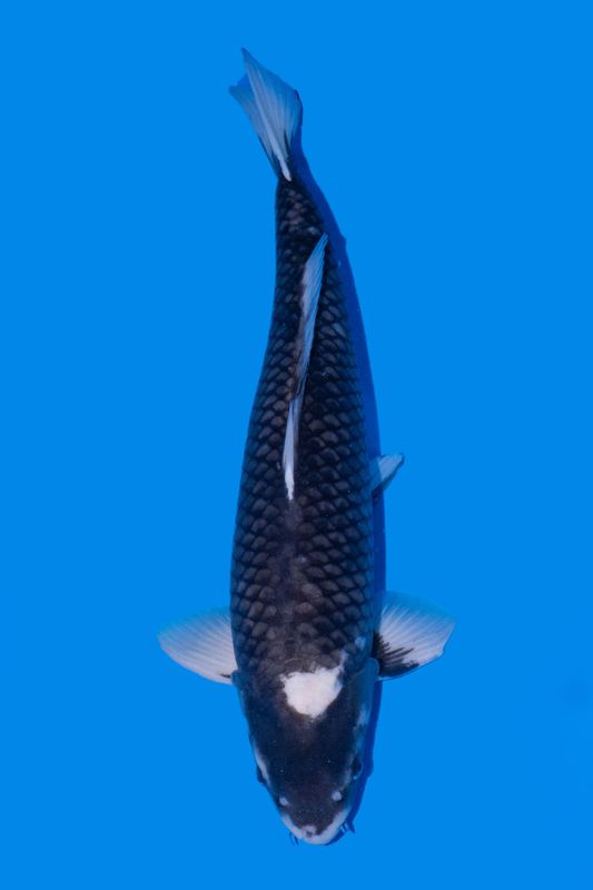 Matsukawabake 68 cm