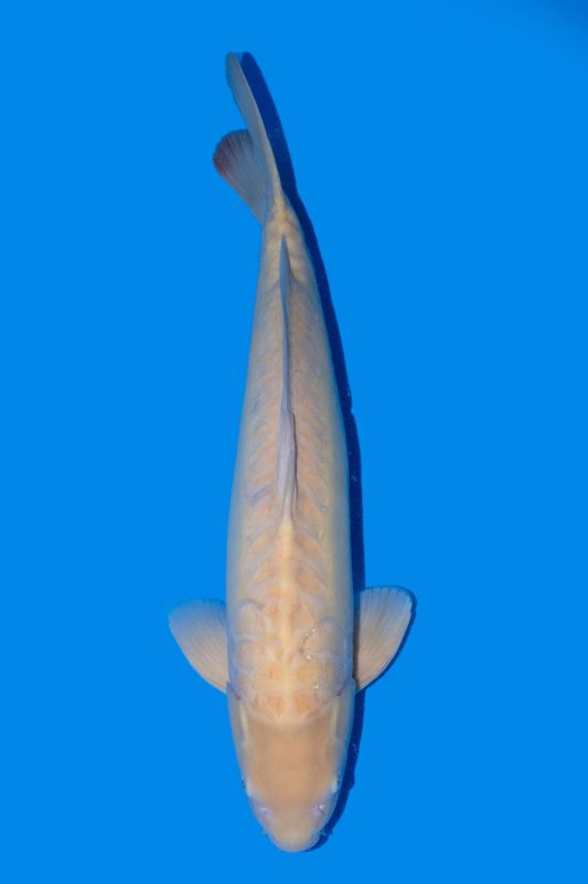 Doitsu Karashigoi  70 cm
