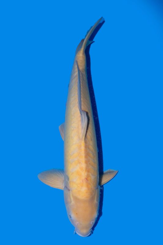 Doitsu Karashigoi  60 cm