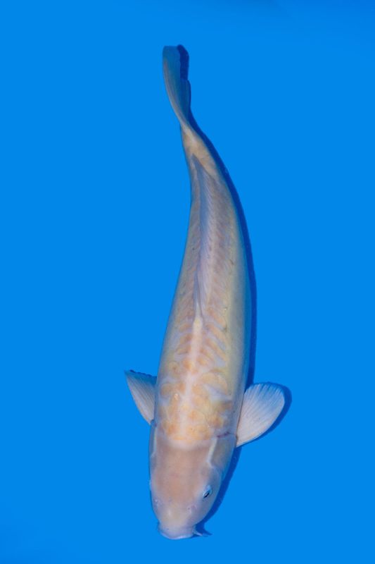 Doitsu Karashigoi  65 cm