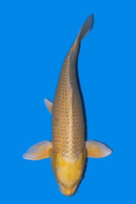 Yamabuki 70 cm