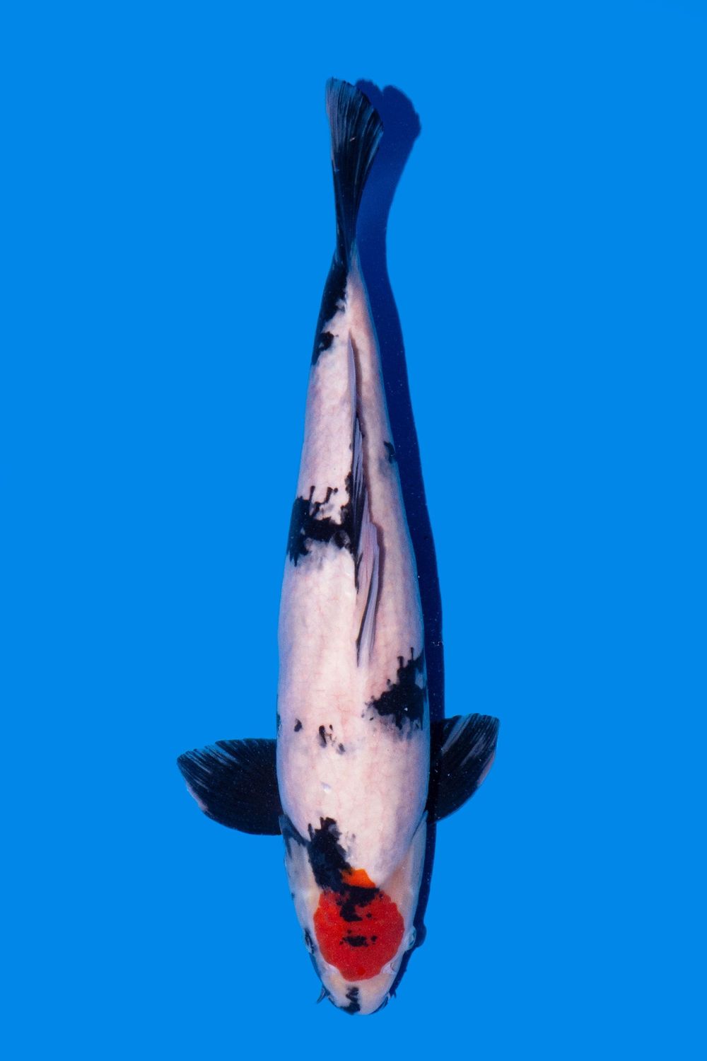 Tancho Showa 55 cm