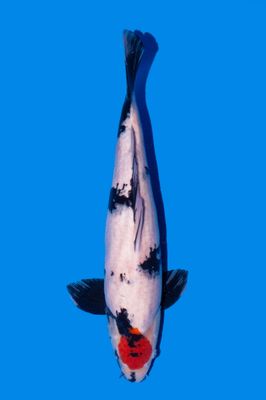 Tancho Showa 55 cm