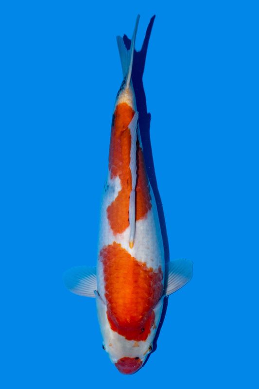 Showa 65 cm