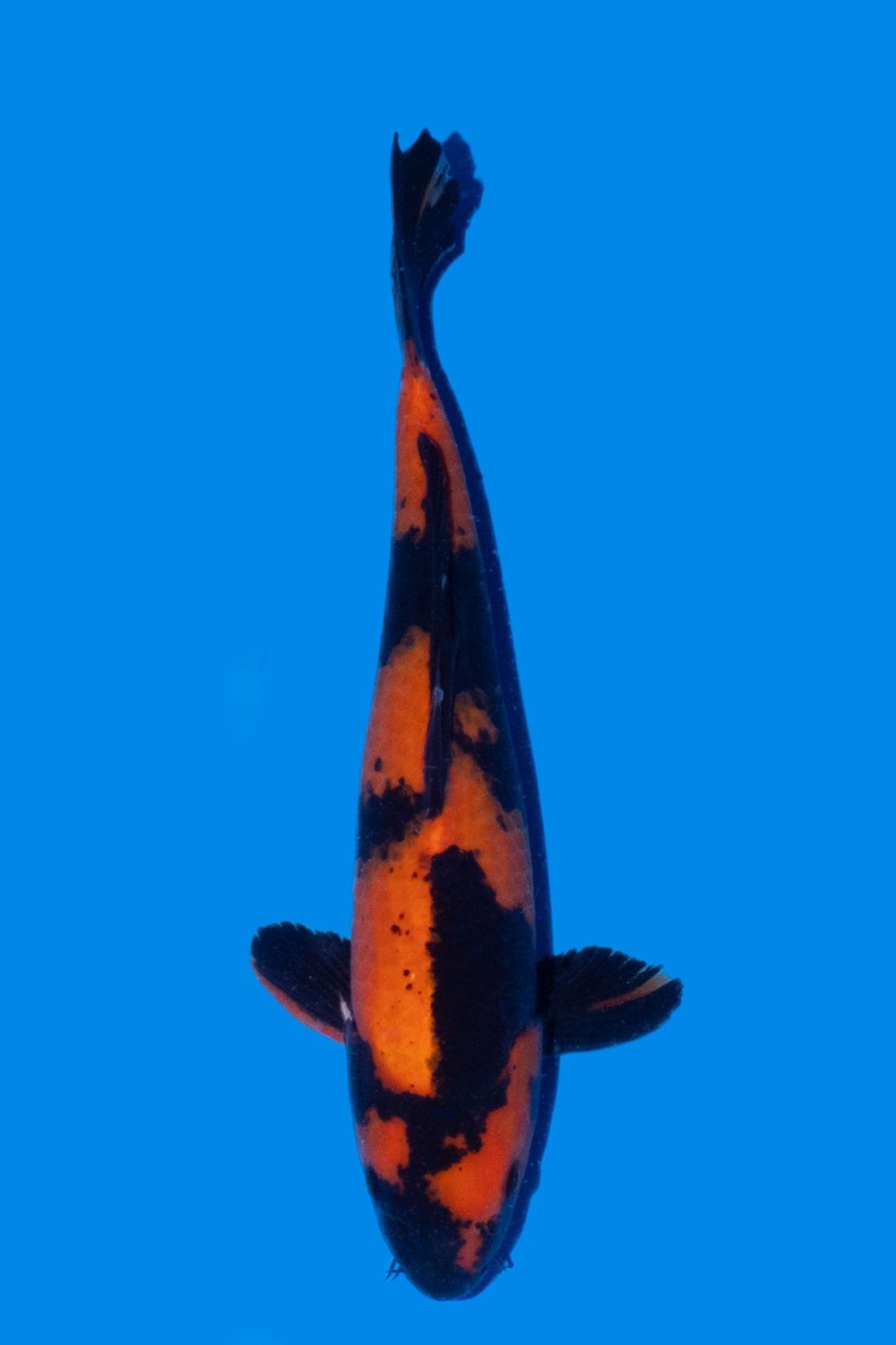 Hi Utsuri 36 cm