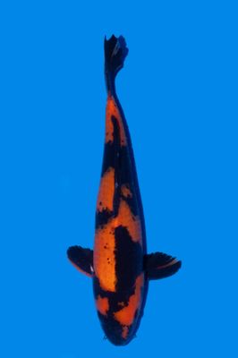 Hi Utsuri 36 cm